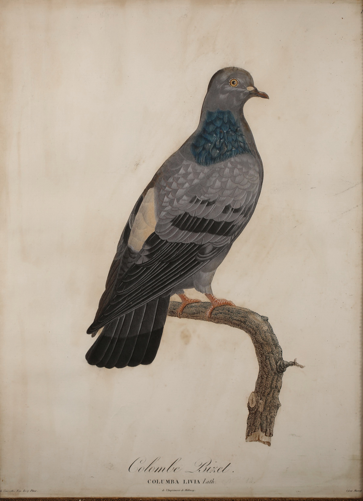 Suite of 6 enhanced engravings