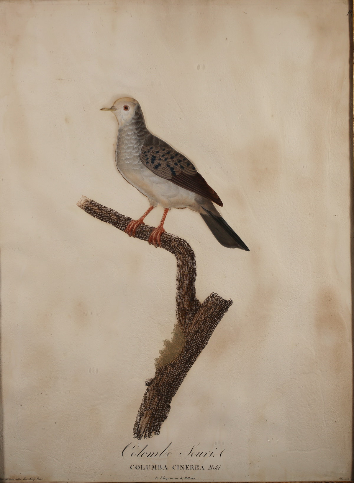 Suite of 6 enhanced engravings