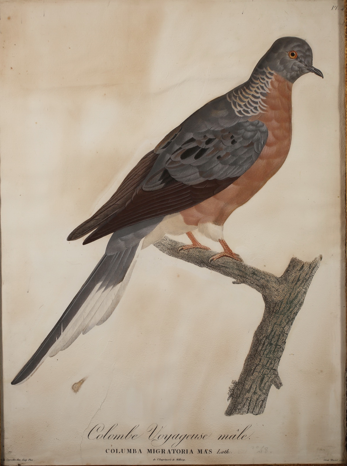 Suite of 6 enhanced engravings