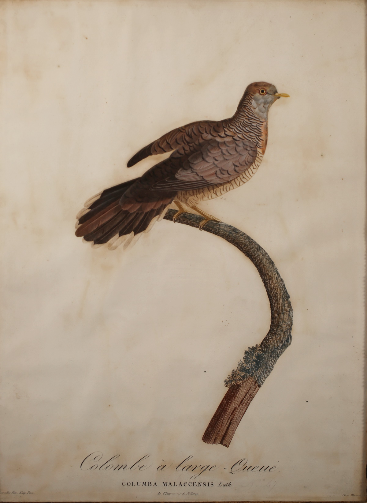 Suite of 6 enhanced engravings