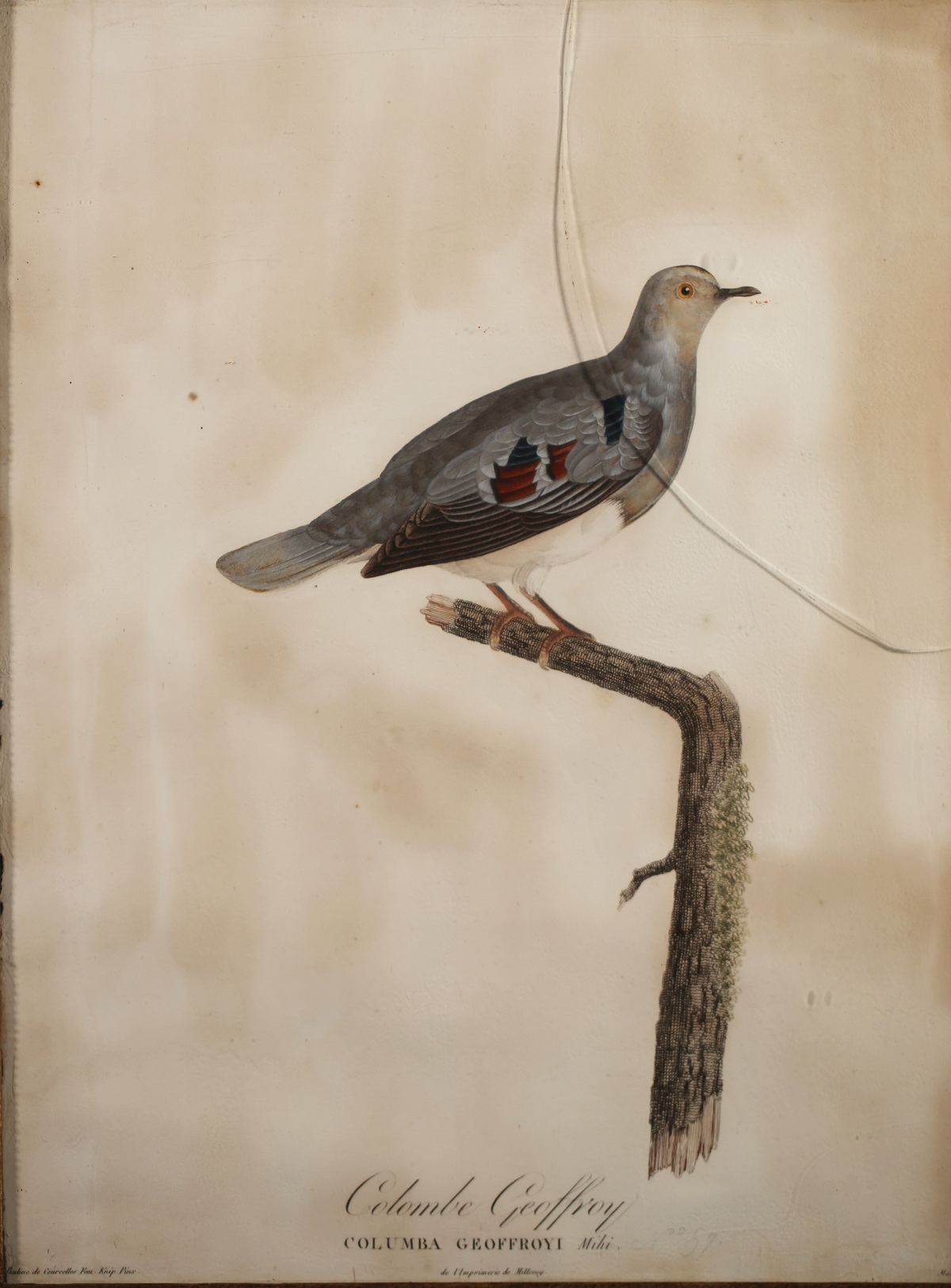 Suite of 6 enhanced engravings