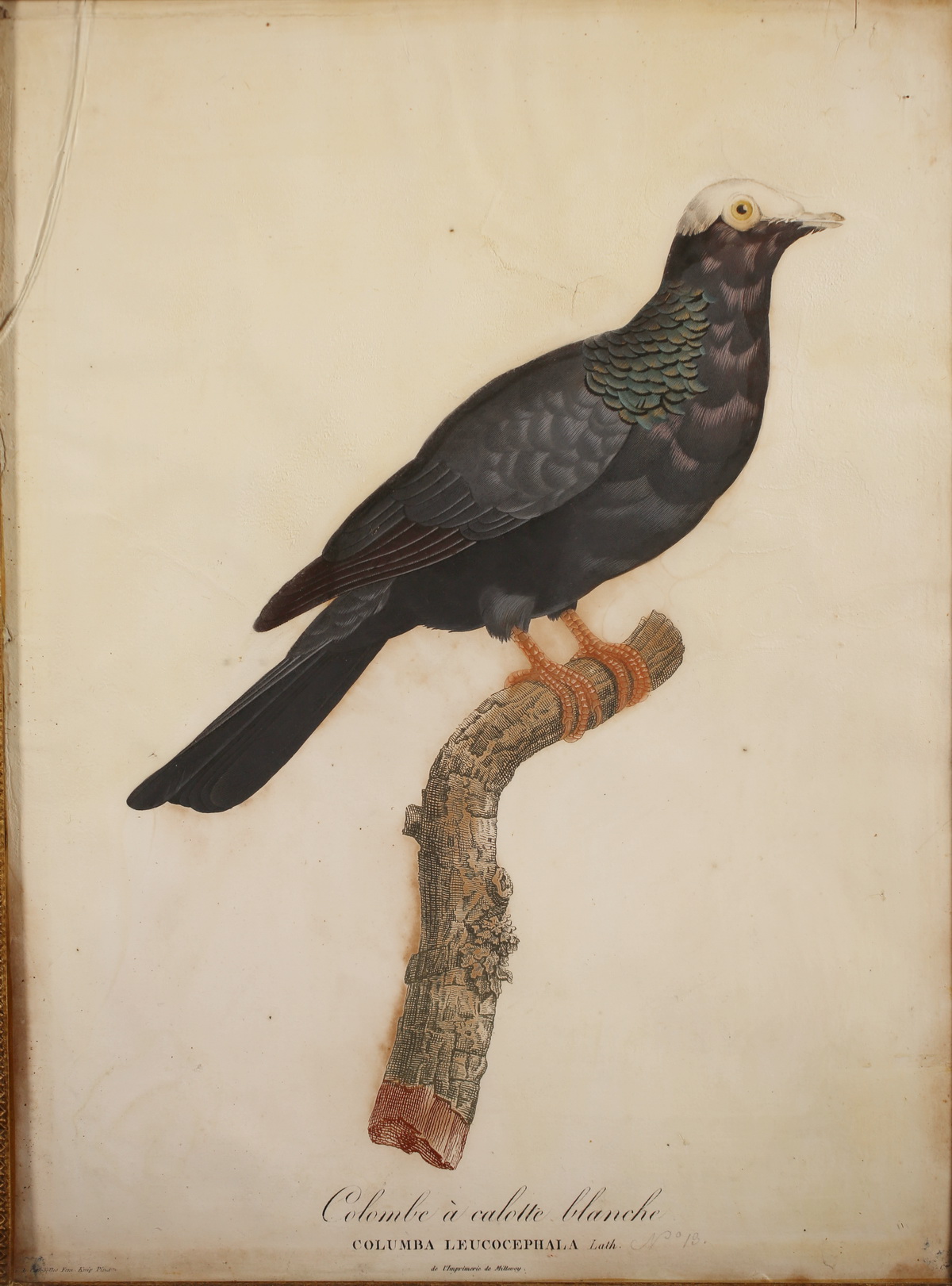 Suite of 6 enhanced engravings